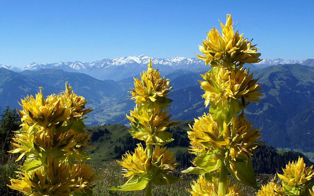 SORTIE DECOUVERTE PLANTES MEDICINALES