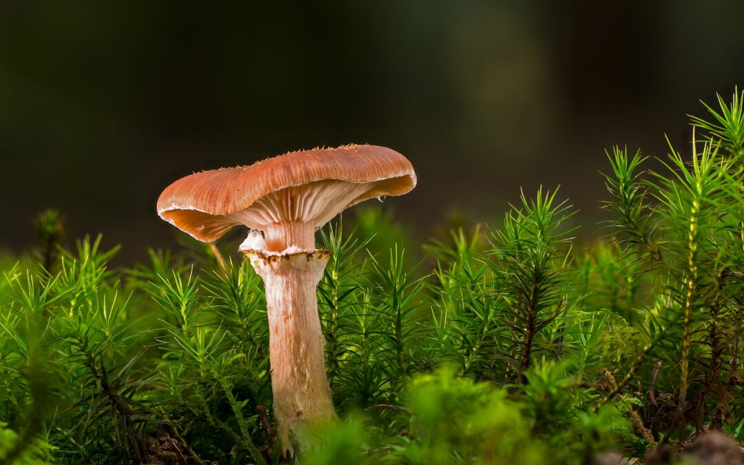 CONFERENCE SUR LES CHAMPIGNONS