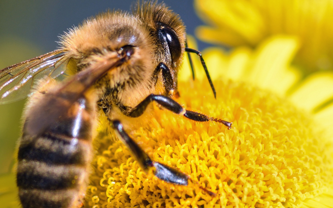 DÉCOUVERTE DES ABEILLES
